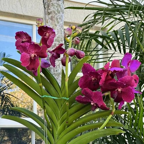Orchidea Vanda - semi di per balcone di selvatici esotici Decorazioni giardino per esterni balcone in vaso semi 650semi