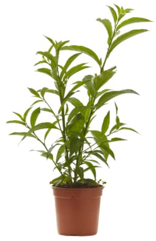 Verdecora Dama de Noche Maceta Ø17cm - Cestrum Nocturnum - Planta Exterior
