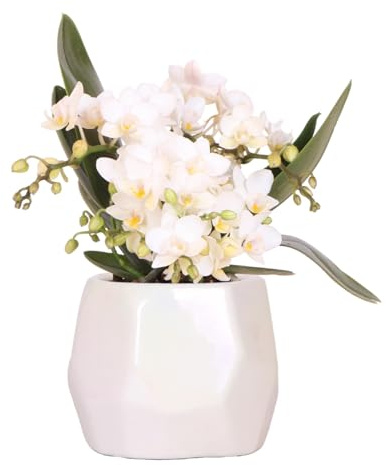 Kolibri Orchidées | Orchidée blanche 'Nazaré' + Perle pot décoratif Travertine - Taille du pot Ø9cm | Plante d'intérieur fleurie - Frais du cultivateur