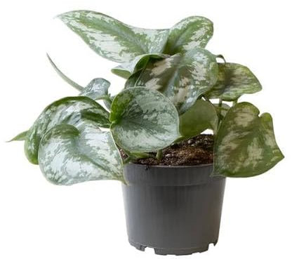 Filodendro Scandens Pictus Trebie - Diámetro de 12 cm - 22 cm