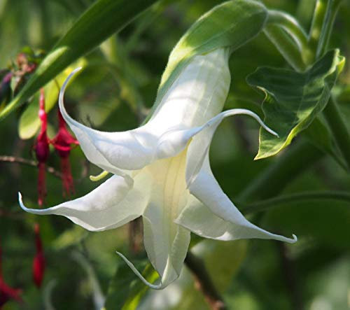 Portal Cool Semi 3 Semi Horns of Angels (Brugmansia Suavolens) Samen Semi Semilla