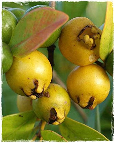 Vivaio Garden Forest Guava Limone Pianta da Frutto Sempreverde H 150 cm | Psidium guajava, In Vaso, Frutti Gialli Agrodolci, Ricchi di Vitamina C