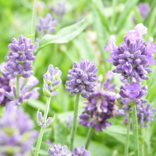 Compact Lavender 'Dwarf Blue' - Fragrant Blue Blooms - Ideal for Small Spaces - Bee-Friendly - Hardy Shrub – 3X 9cm Potted Plants by Thompson & Morgan