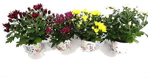 Crisantemo Pack de 4 Unidades de Crisantemos o Chrysanthemum con Flores Margaritas