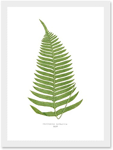 Wee Blue Coo Fern Polypodium Catharinae Nature Plant Life Botanical Artwork Framed Wall Art Print A4