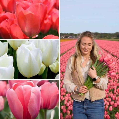 Tulpanlökar Tulip Sensation Mix - 50 blomlökar - lök storlek 12+ - vit, rosa, röd mix, storblommig, vårblommande, vinterhärdig - direkt från odlaren - Flowerbulbs Amsterdam