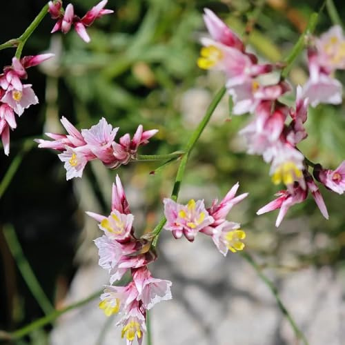 Semi di lavanda di mare perenni, semi di farfalle Limonium sinensis, copertura del terreno semi di selvatici decorazione da giardino per esterni regali da giardino 120pcs