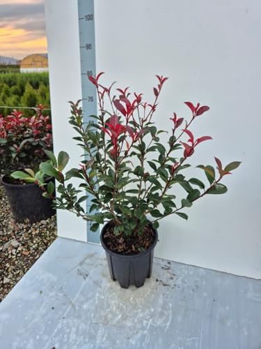 Pianta di Photinia Red Compact (Fotinia Compatta) – Sempreverde a Crescita Compatta | Foglie Rosse Decorative | Ideale per Siepi e Vasi – Vaso 22 cm - Giulian Giovani Piante