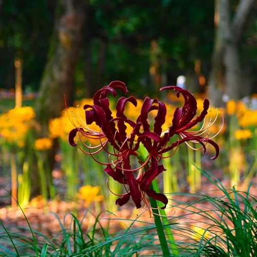 giglio ragno - Lycoris Radiata di giardino decorazione decorativa ufficio balcone giardino del balcone resistenti 18Bulbi