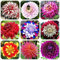 FStening 200 Piezas Semillas De Dalia Elegante Hermoso Tiene Un Temperamento Especial Flores Cortadas De Larga Duración Se Han Agregado Colores Encantadores Al Jardín