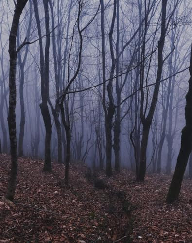 THISIT Malen nach Zahlen DIY ÖlGemälde für Kinder Erwachsene Wald,Nebel,Dunst-16 x 20 Zoll mit Rahmen