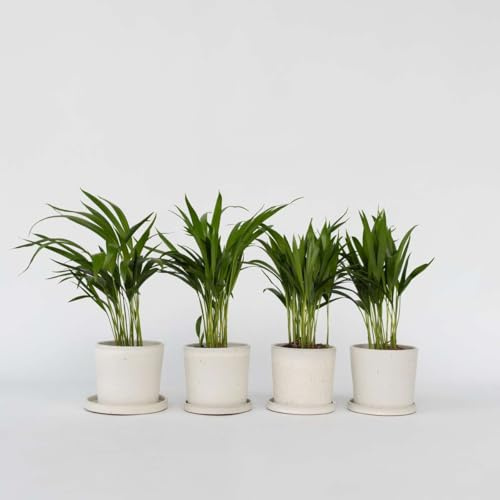 Dypsis Lutescens - Set di 4 - Areca - 30-45cm - Ø12cm - Pianta d'appartamento - Sempreverde - Multideal