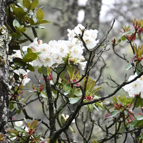 semillas de rododendro, semillas de azalea, Las de jardín de rocas son resistentes Las de jardín son resistentes 30pcs