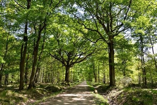 25st. Stieleiche 50-80cm Quercus robur Forstpflanzen Wurzelware Eiche Brennholz Aufforstungen