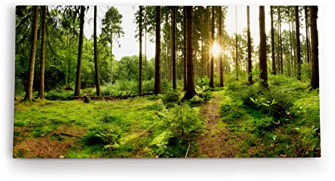 Paul Sinus Wandbild 120x60cm Fichtenwald Wald Grün Sonnenstrahlen Natur Bäume