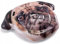 Intex Inflatable Pug Face Island Mattress Lilo 173cm x 130cm. Perfect for the pool.