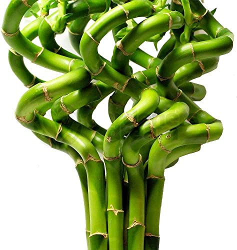 50cm Lucky Bamboo - 5 Spiralstiele- Innenpflanzen Topfgarten Fensterbrettschüssel Grün