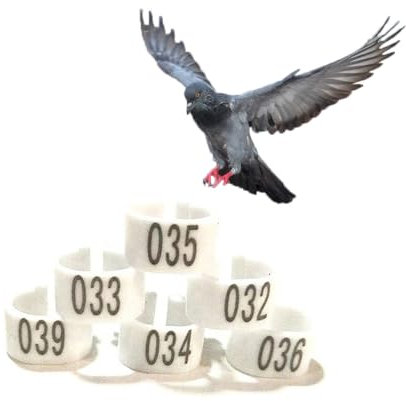 10 mm 001-100/001-200/001-300/001-400/001-500 Nr. Kunststoff-Vogelbein-Bandring, Henne, Taubenbein, Geflügel, Taube, Vogel, Küken, Papagei, Clip-Ring-Band 001-100 White