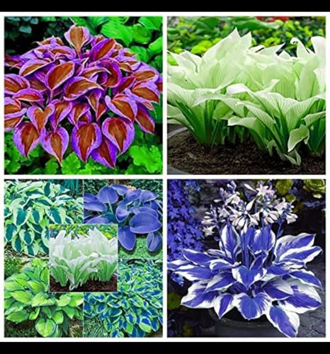 Hosta Plants for Sale, Ornamental Flowers, Wedding Flowers, Hosta Bulbs Live, Easy Plant, Hardy Perennial, Bulbs Mix, 8bulbs-g