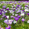 Plant in a Box - Crocus Miscela a fioritura grande - Bulbi da fiore x30 - Croco - Viola/Giallo