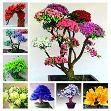 20 pezzi di semi di Fiori Bonsai di Azalea giapponese