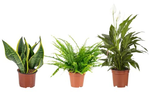 Set Plantas para Dormir Bien | Sansevieria, Helecho y Espatifilo | Plantas Que Filtran el Aire por la Noche