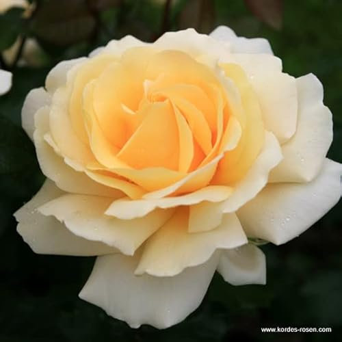 2x Rosier Thé moderne 'Winter Sun'® – Kordes Eleganza® rose – Plant-o-fix-pot | Fleurs jaunes parfumées, floraison tardive