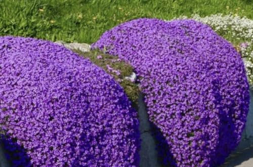 Creeping Thyme Seeds –0.5g (~2,550) Creeping Thyme Seeds – Fragrant Ground Cover, Drought-Resistant, Flowering Lawn Alternative – Bee & Butterfly Friendly – Non-GMO Perennial Herb