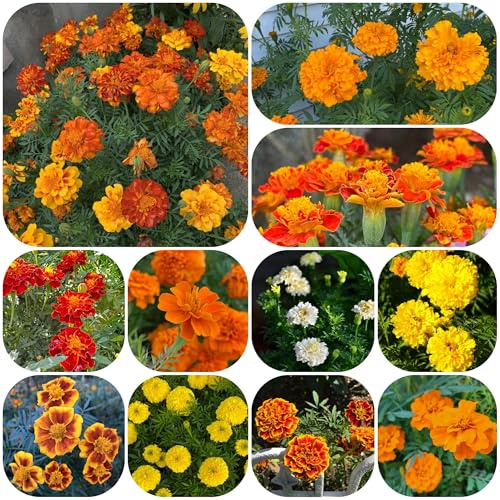 semillas de caléndula - caléndula - jardín de rocas resistentes Macizo, exóticas 900pcs