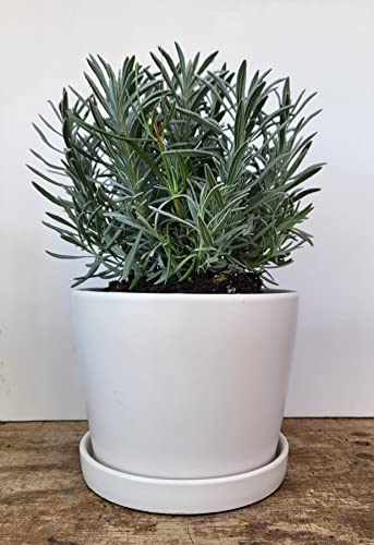L + - Lavender Gift Planter + Plant - Very Fragrant - 6 Size Tin Vase/Pot - Package Includes Vase and Lavender Plant (White-Pot)