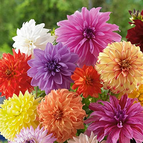 Votaniki Dinnerplate Dahlia Mix Bulbs - Large Blooms, Perennial Dahlia Flowering Bulbs | Easy to Grow, Perfect for Cut, Long Lasting Blooms (6 Pack)