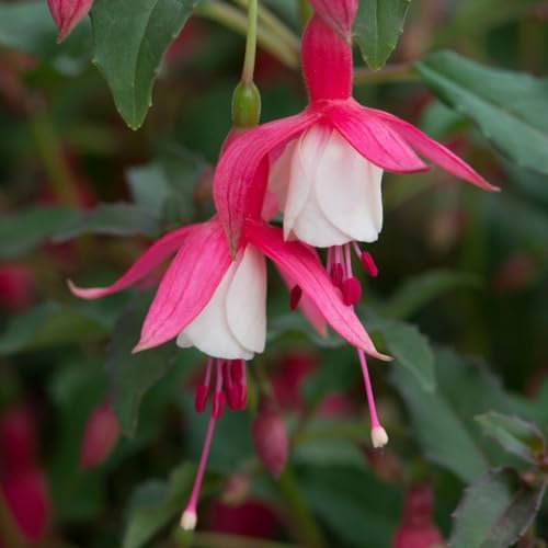 Carbeth Plants - Fuchsia Hardy Alice Hoffman Plant 1 x 9cm Pot - Garden Flowering Hardy Perennials - Easy to Grow Outdoor Shrubs - Ideal for Hanging Baskets, Patio Pots, Beds and Borders