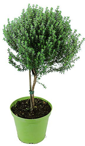 Thymian Stämmchen - Baum - Stamm, Thymian Kräuter Pflanze, Marktfrische Qualität !