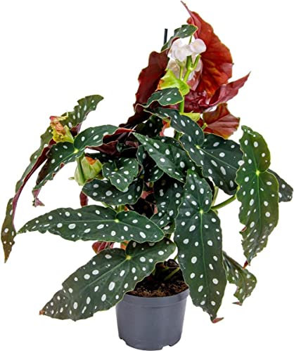 DECOALIVE Begonia Maculata PREMIUM Planta de Interior Natural Begonia Alas de Ángel