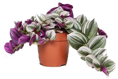 Nanouk Natural Planta Tradescantia de Color Rosa