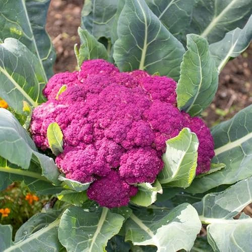 50 Graines Semences - Chou Fleur de sicile - VIOLET POURPRE - 61