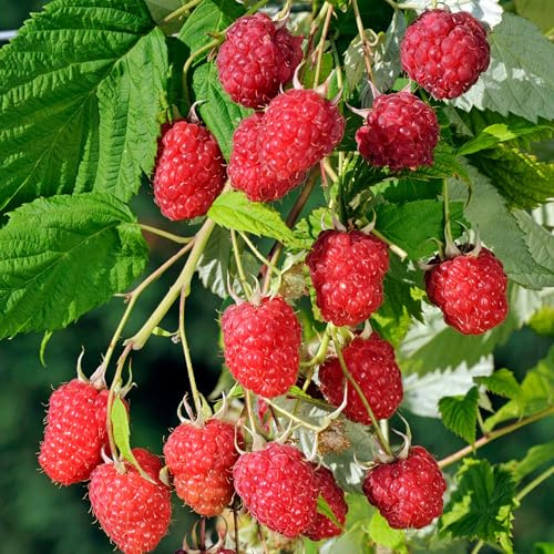 Himbeere Blissy Autumn Bliss - Rubus Idaeus Herbsthimbeere | 40-60cm, Herbsttragend, Winterhart, Beerenobst