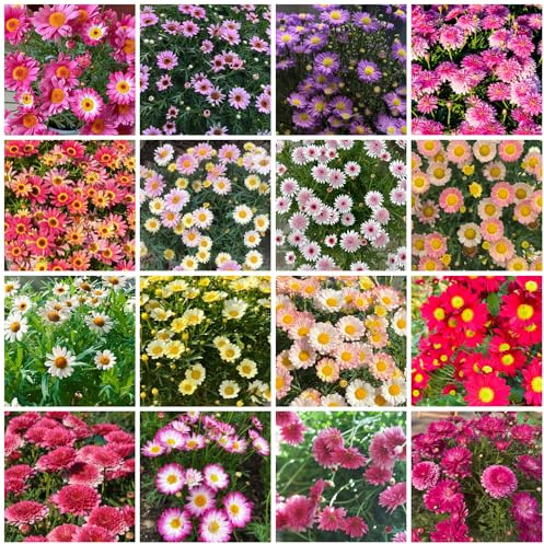 semillas de margarita - invernadero, resistentes para la decoración del jardín. variedades antiguas 700pcs