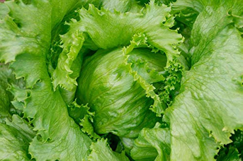 Iceberg Lattuga Kinga - Semi rivestiti -