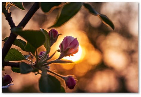 Postereck - 3202 - Kirschbaum, Natur Blüte Pflanze Kirsche Baum - Wandposter Fotoposter Bilder Wandbild Wandbilder - Leinwand - 40,0 cm x 30,0 cm
