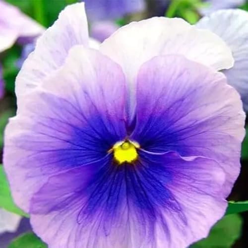 Pansy S1 Light Blue - 10 Seeds + Freebie + Plant Tag (Viola wittrockiana S1)