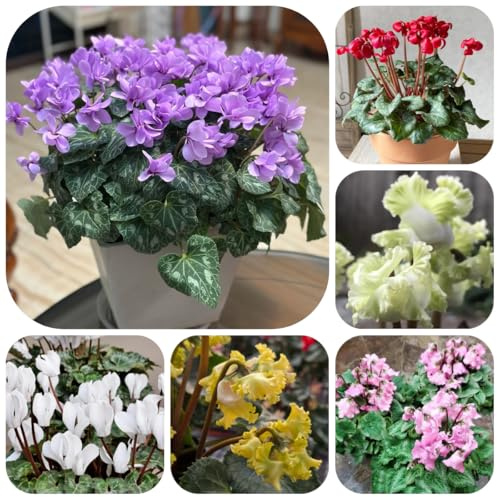 semi di ciclamino to perenni ciclamino resistente da balcone perenni resistenti di recisi primaverile, selvatici 85pcs