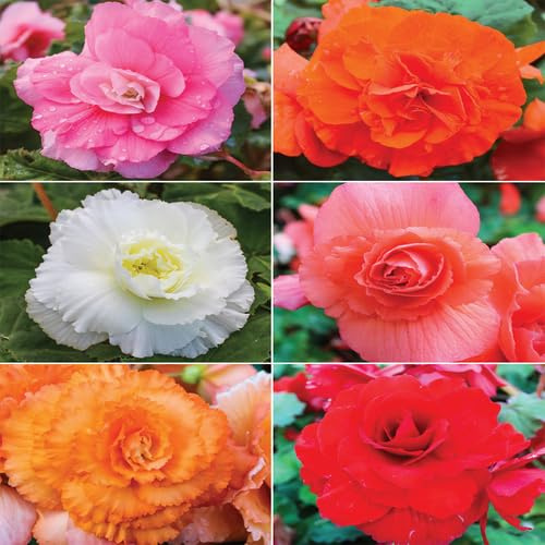 Fresh 100Pcs Mixed Begonia Flower Seeds