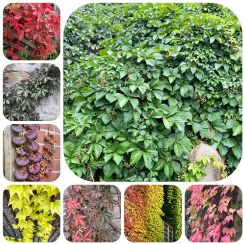 acquistare semi di vite selvatica, esotiche Semi di vite americana - da giardino decorazione da giardino per decorative esterno resistenti per 600pcs