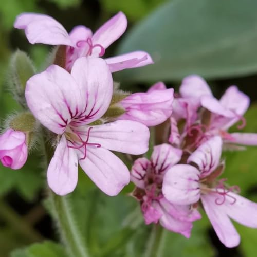 semillas de geranio colgante resistentes al aire libre pelargonio perennes resistentes macizo orgánicas raras, 600pcs