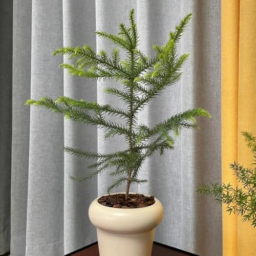 Semillas de Araucaria, exóticas Semillas de Araucaria Araucana - orgánicas 25pcs
