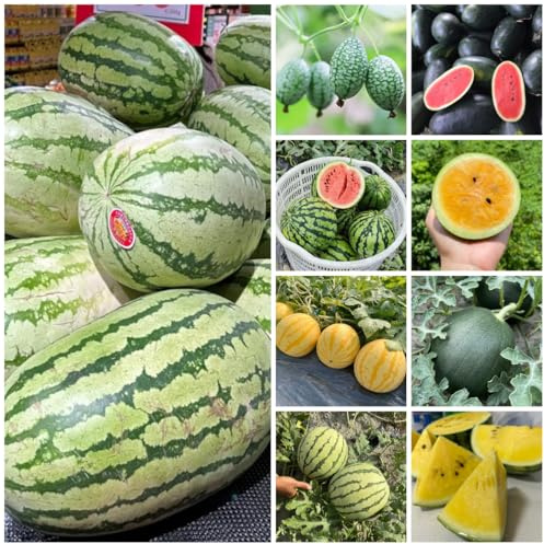 wassermelone, obstbäume, winterharte garten bio bodendecker für sonnige plätze topfpflanzen 200samen