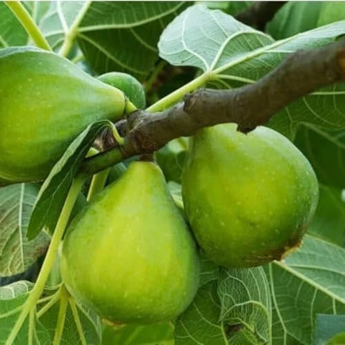 PIANTA DA FRUTTO FICO PETRELLI in vaso 20 età 2/3 anni