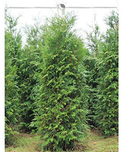 Thuja plicata Atrovirens 200-225 cm. 12 Thuja Pflanzen. Blickdichte Thujahecke