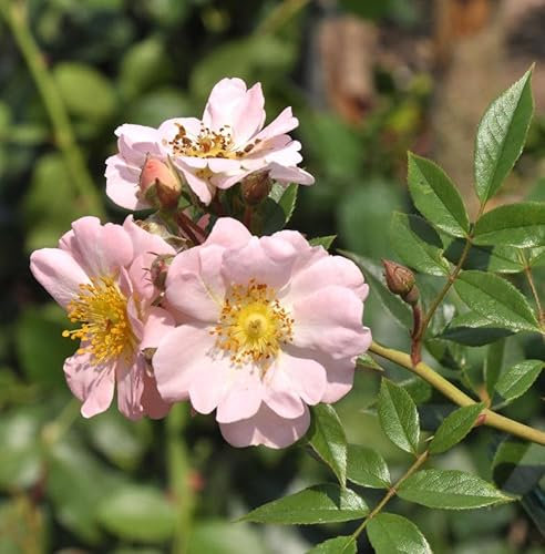 Kletterrose Open Arms 30-60cm - lebende Gartenpflanze aus den Baumschulen